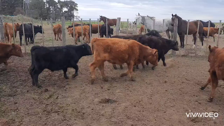 Lote 47 Terneros en De la Garma, Buenos Aires