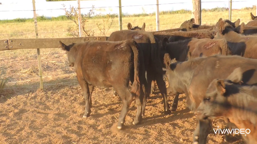 Lote 105 Terneras en Lezama, Buenos Aires