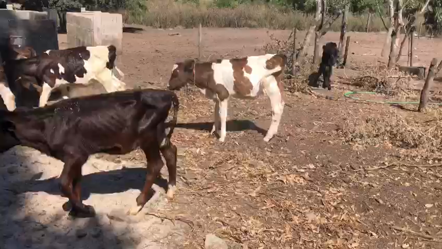 Lote 11 Terneras Holando y XX a remate en Pantalla Camy 60kg -  en Colonia Fernandez Crezpo