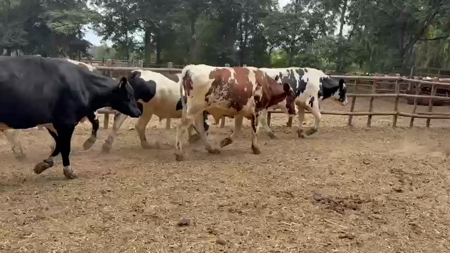 Lote 45 Novillo Gordo en Paine, Región Metropolitana