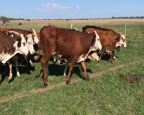 Lote 50 Novillitos en Bella Vista, Corrientes