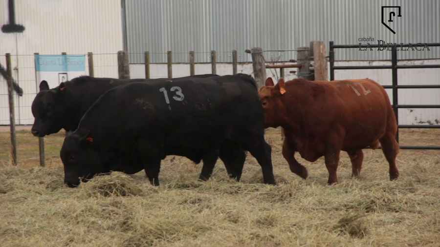 Lote TOROS PUROS CONTROLADOS