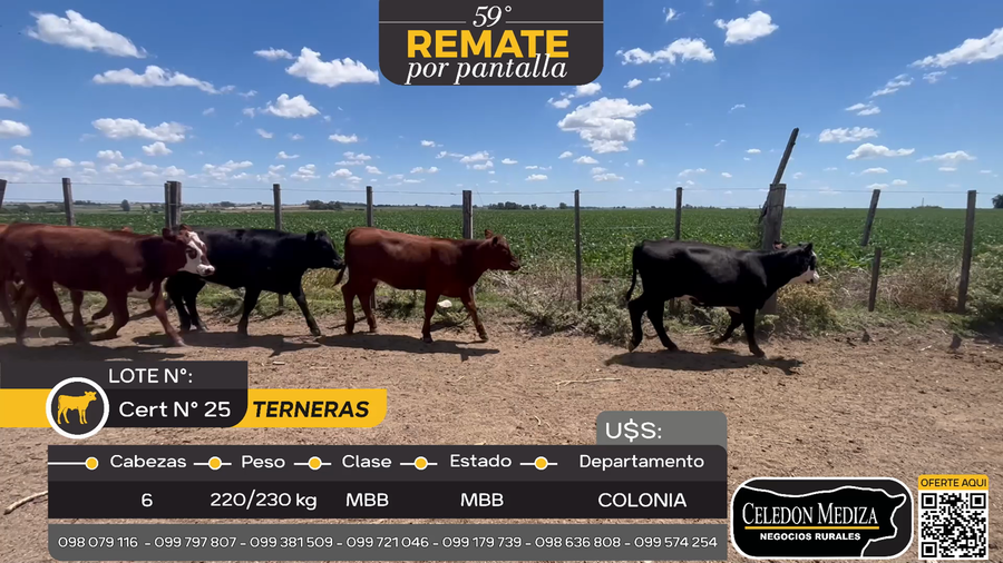 Lote 6 Terneras en Miguelete, Colonia