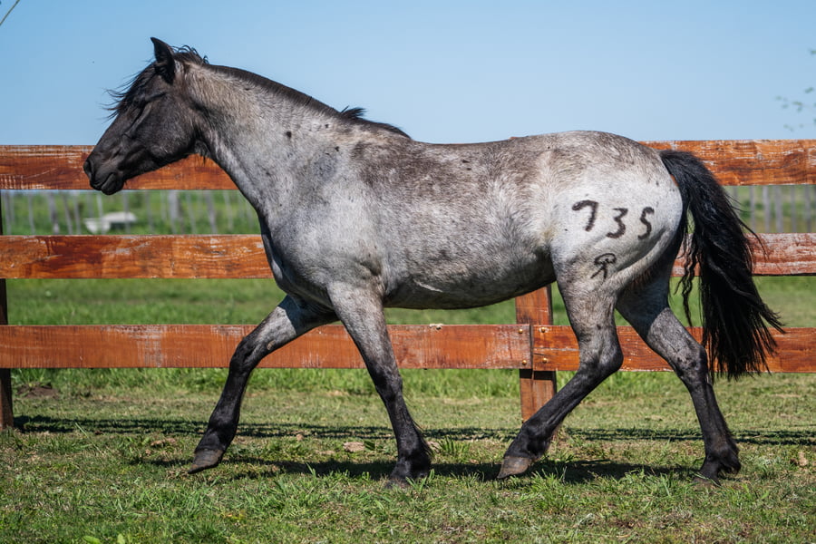Lote CERRO CHENQUE CARISMA