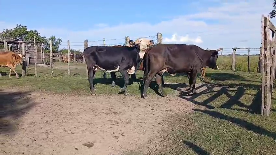 Lote 60 Vaquillonas/Vacas con cría en Corrientes, San Luis del Palmar