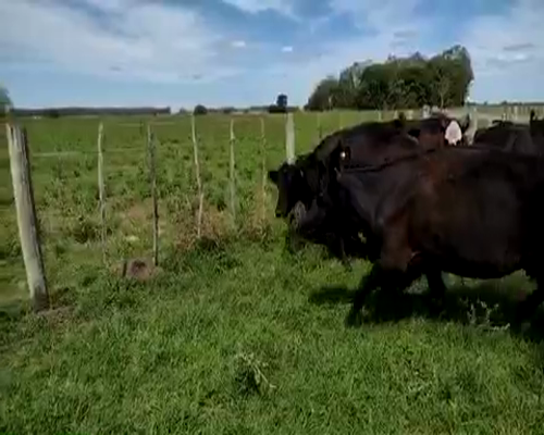 Lote 10 Vacas medio uso C/ cria en Chascomús, Buenos Aires