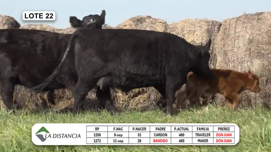 Lote HEMBRAS PEDIGREE