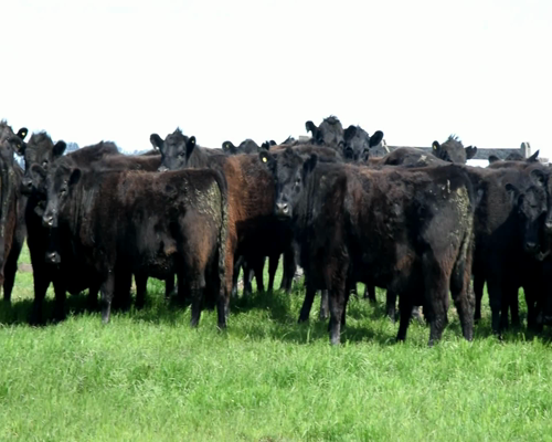 Lote 15 VAQ P/ ENTORAR DE 24 MESES NEGRAS Marca liquida , Genetica STA SERGIA