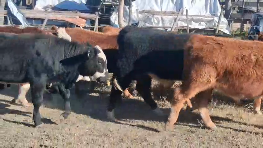 Lote 18 Terneros Braford en La Camila, Santa Fe