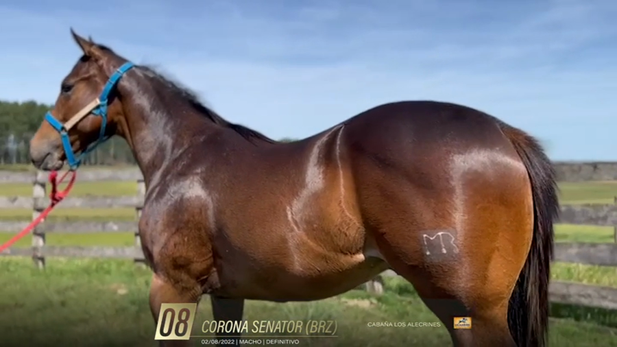 Lote Yeguarizos a remate en 6° Remate Especial de Velocidad, Montevideo