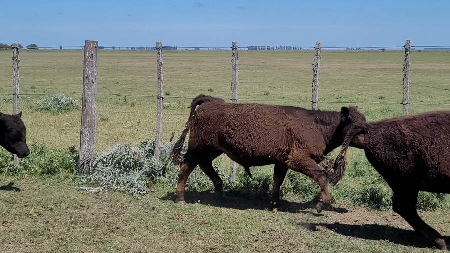 Lote 65 Novillitos en Dolores, Buenos Aires