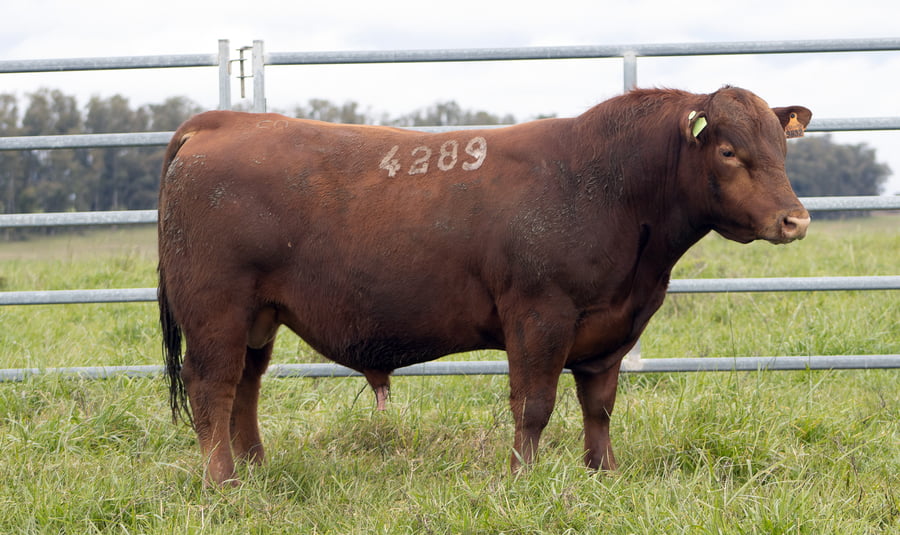 Lote ABERDEEN ANGUS SA - Angus COLORADOS