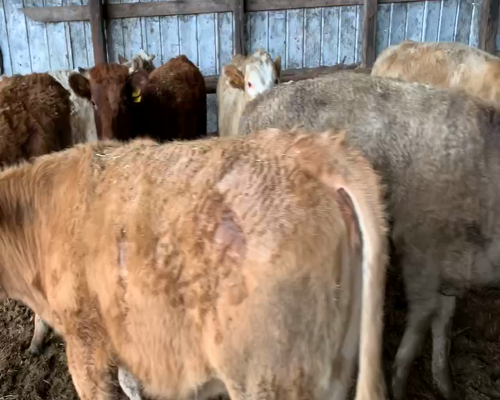 Lote 65 Vaquilla Engorda en Traiguén, IX Región Araucanía