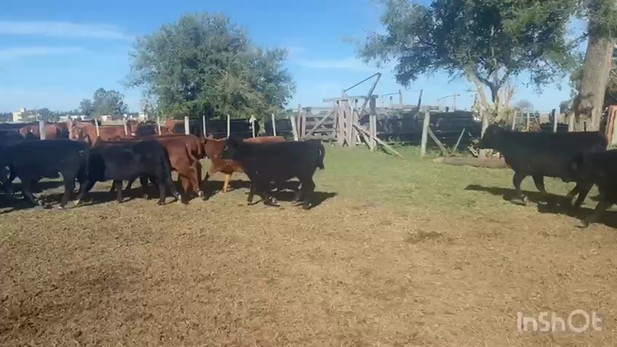 Lote 114 Terneras