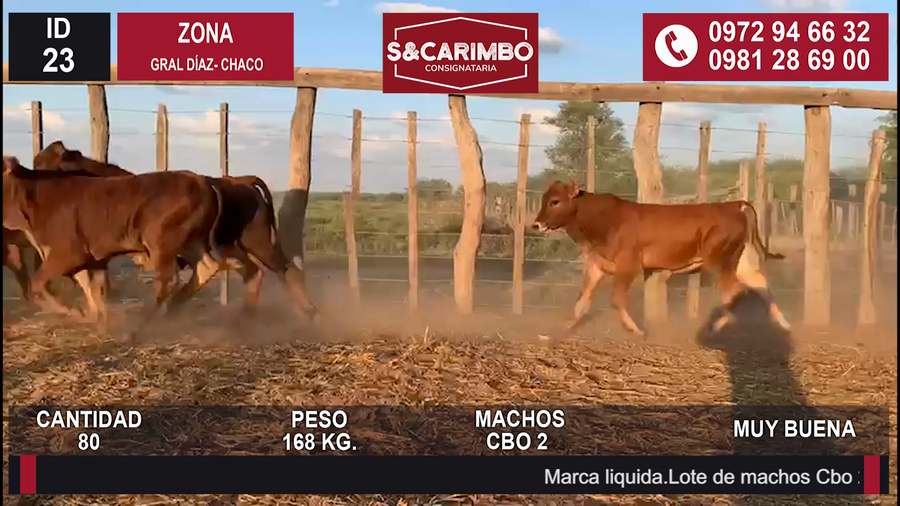 Lote 80 Machos CBO 2