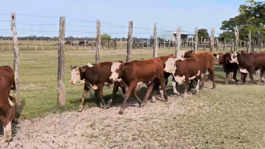 Lote 45 Terneros en Corrientes, San Luis del Palmar