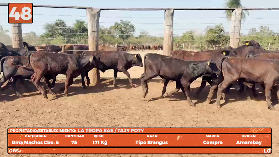 Lote LOTE 48