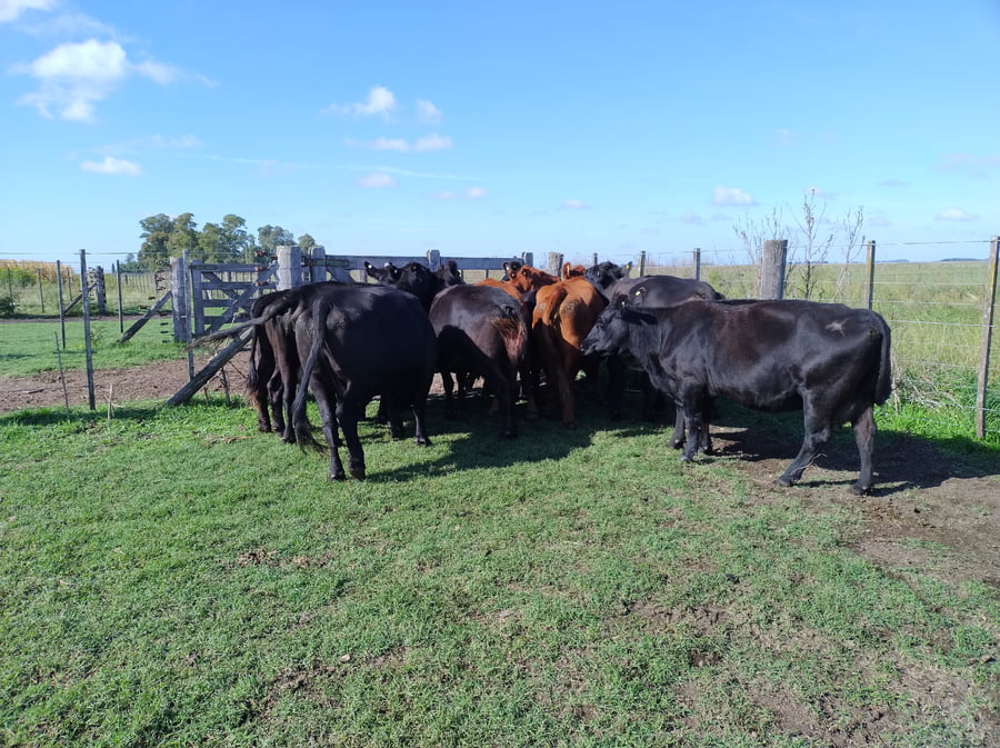 Lote 11 Vacas usadas preñadas