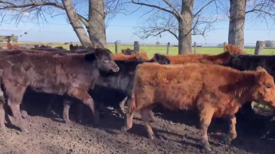 Lote 100 TERN. HEMBRAS, TANDIL, BS. AS.