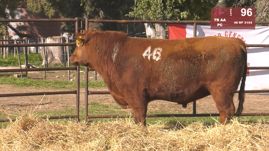Lote TOROS ANGUS COLORADOS  PC