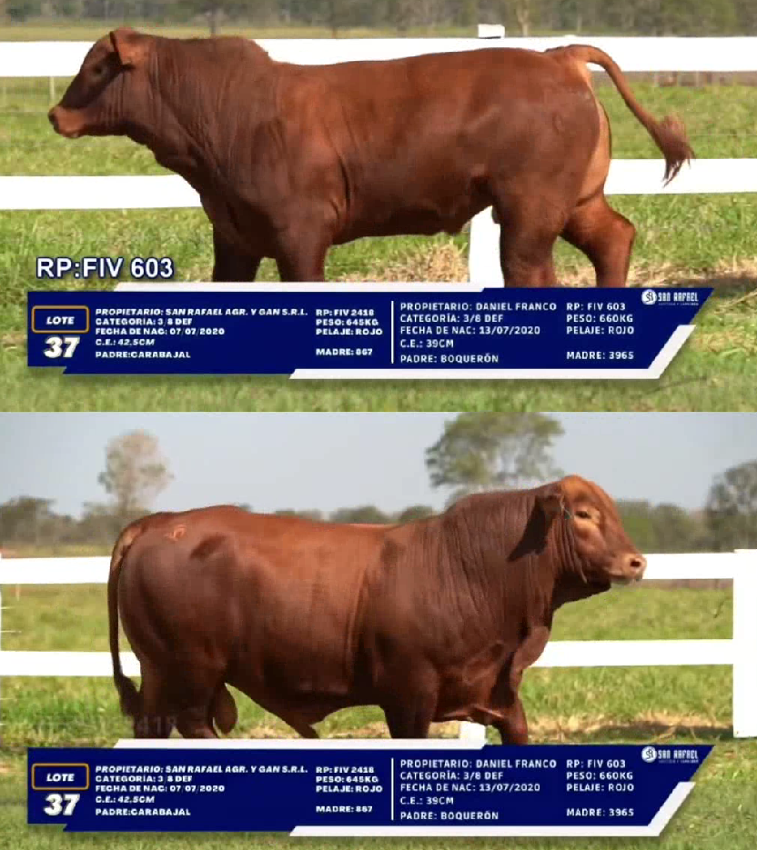 Lote LOTE 37 - DUO