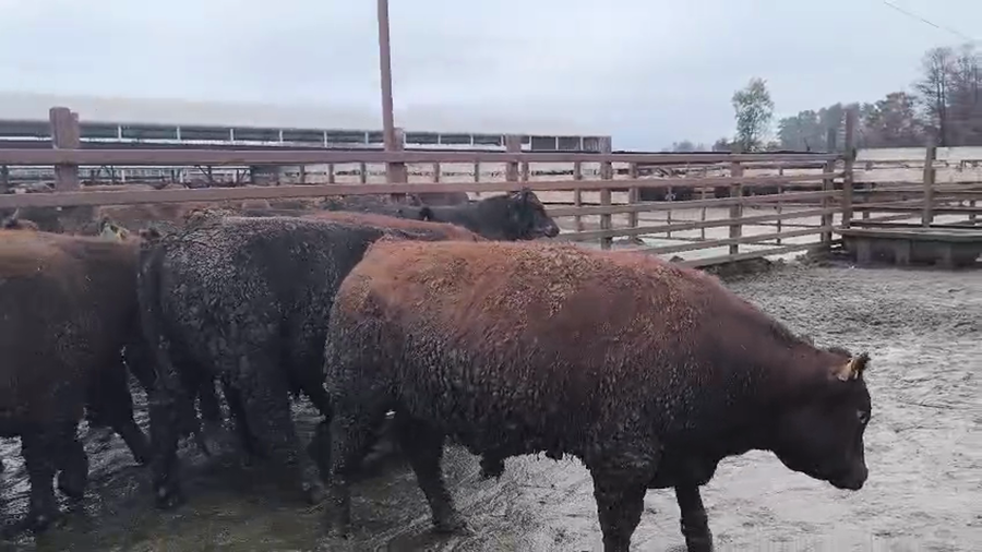 Lote 20 Novillo Gordo en Los Ángeles, VIII Región Biobío