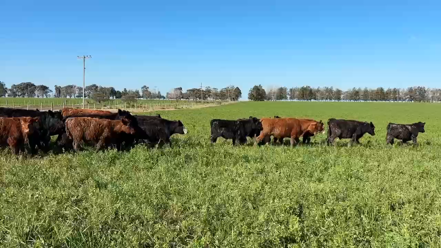 Lote 81 Terneros