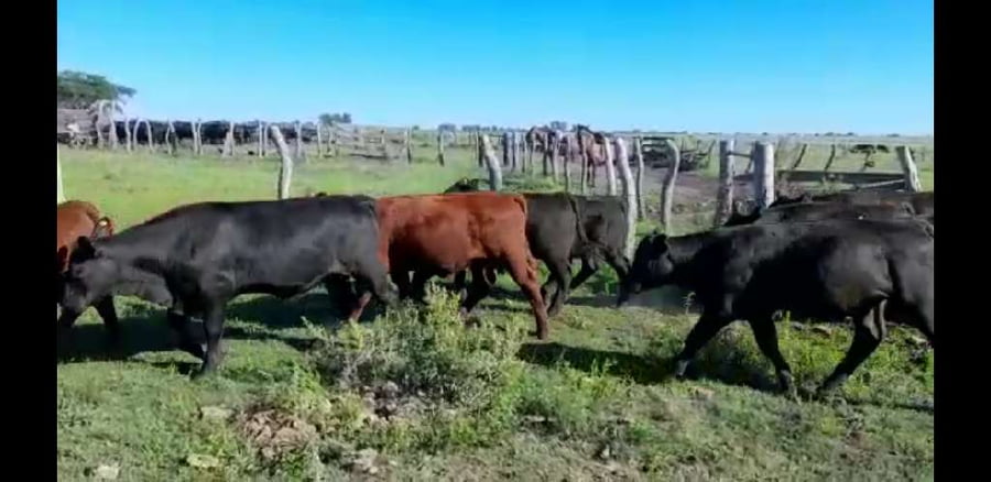 Lote 57 Terneros en Villaguay, Entre Ríos