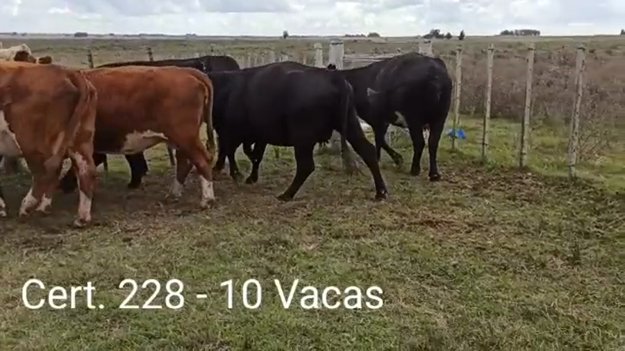 Lote VACAS DE INVERNADA