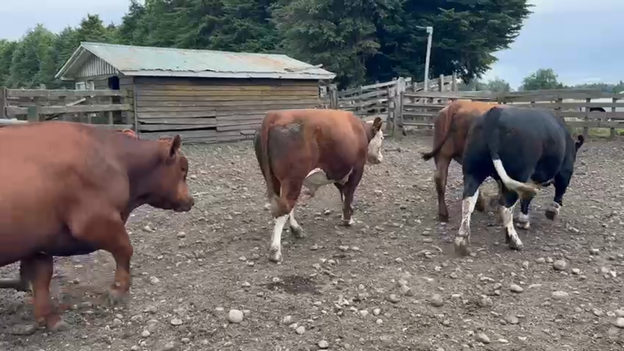 Lote 42 Novillo Gordo en Puyehue, X Región Los Lagos