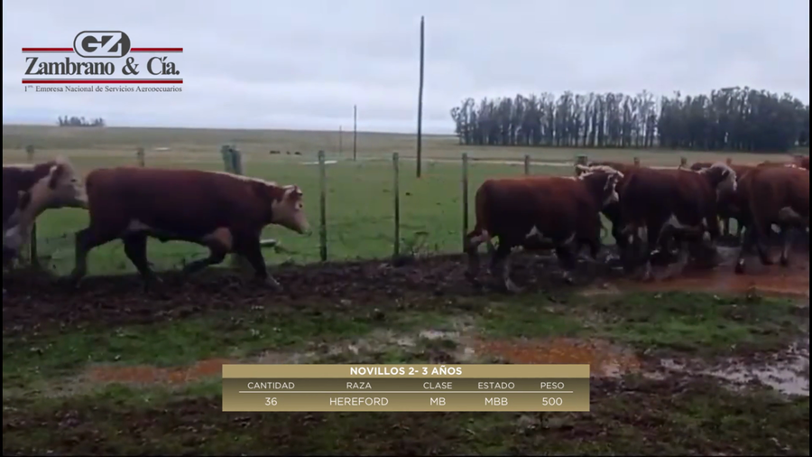 Lote 36 Novillos 2 a 3 años a remate en 6º Expo Nacional Hereford 500kg - , Lavalleja