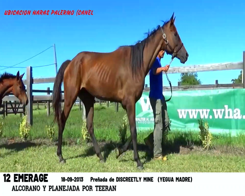 Lote EMERAGE