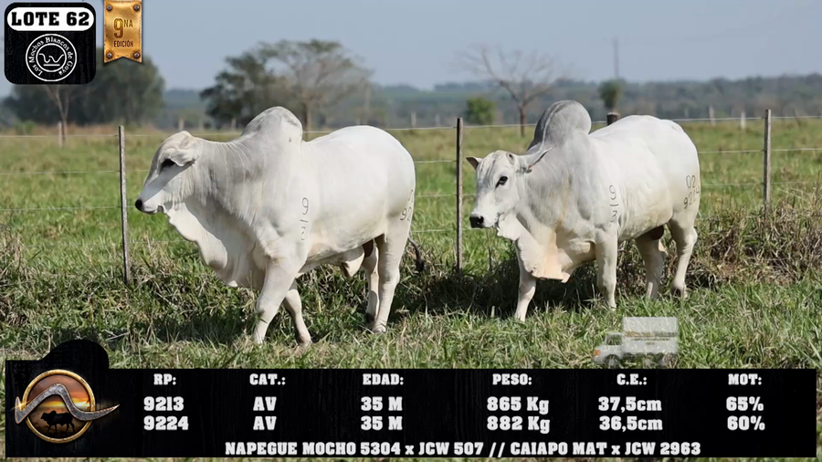 Lote LOTE 62
