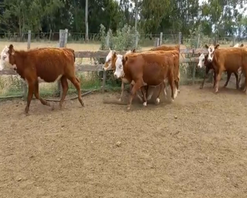 Lote (Vendido)26 Vaquillonas y Vacas HEREFOR a remate en 2da Pantalla ENTRE MARTILLOS 186kg -  en ECILDA PAULIER