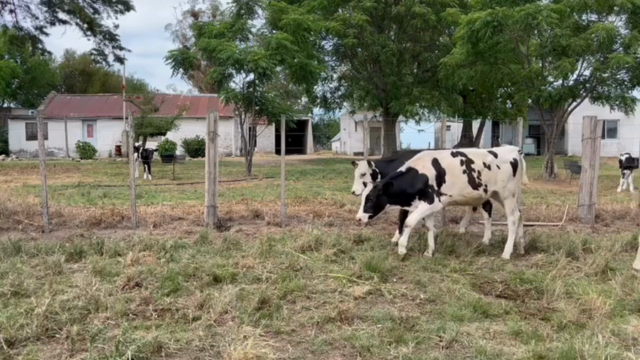 Lote Terneros y Terneras