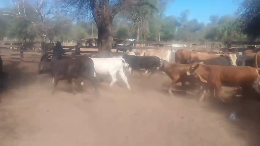 Lote 65 Terneros/as
