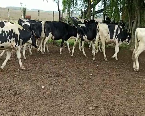 Lote NOVILLOS HOLANDO