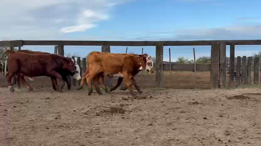 Lote 117 Terneros