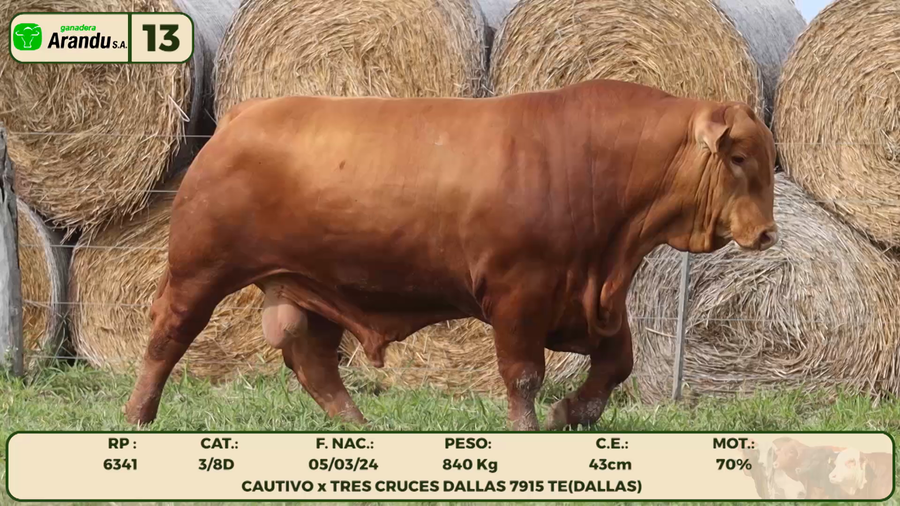 Lote LOTE 13