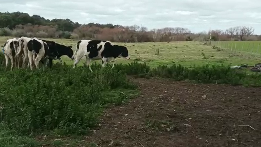 Lote (Vendido)5 Terneras HOLANDO a remate en 5to remate por pantalla ENTRE MARTILLOS, San José