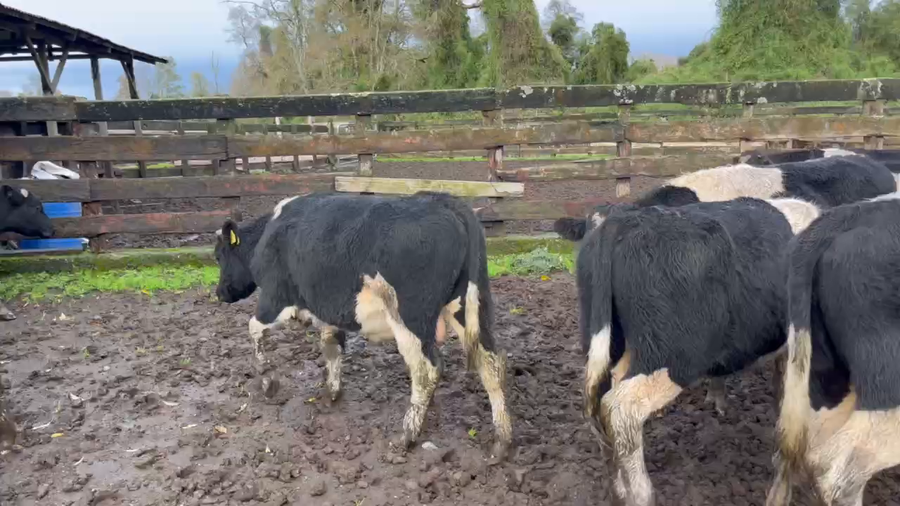 Lote 65 Ternero en Río Bueno, XIV Región Los Ríos