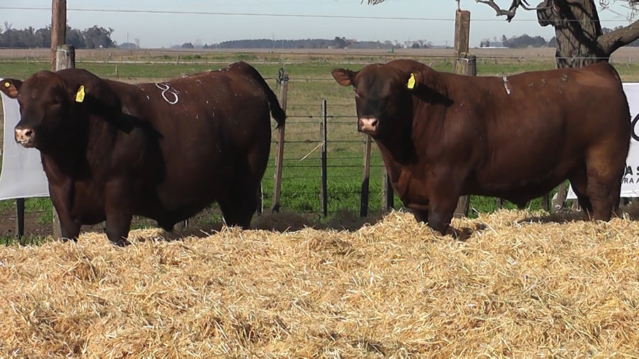 Lote Toros PC Colorado