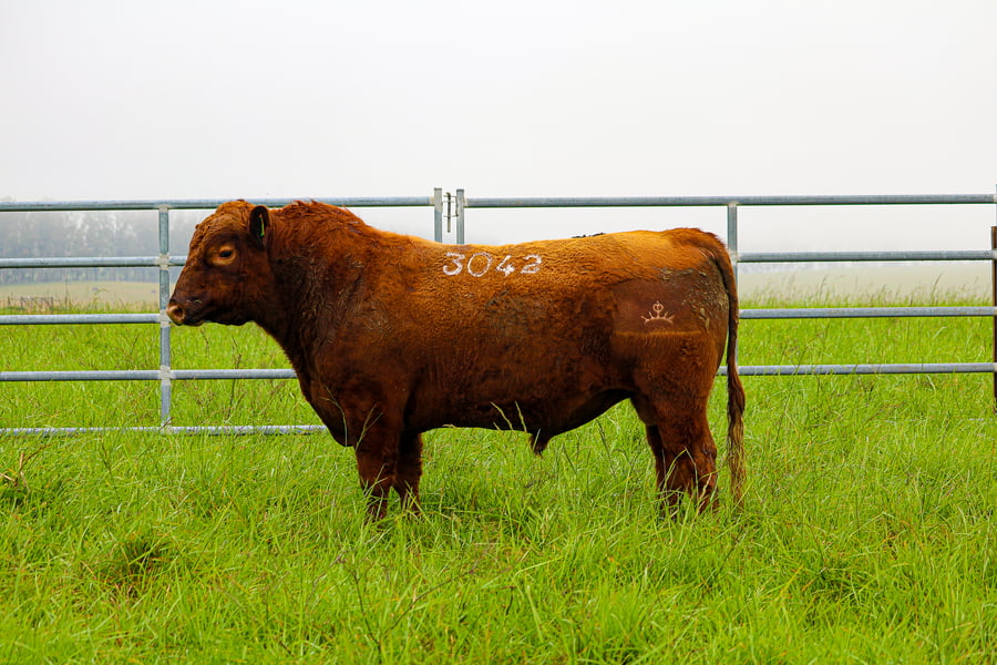 Lote ABERDEEN ANGUS SA -  Angus COLORADOS
