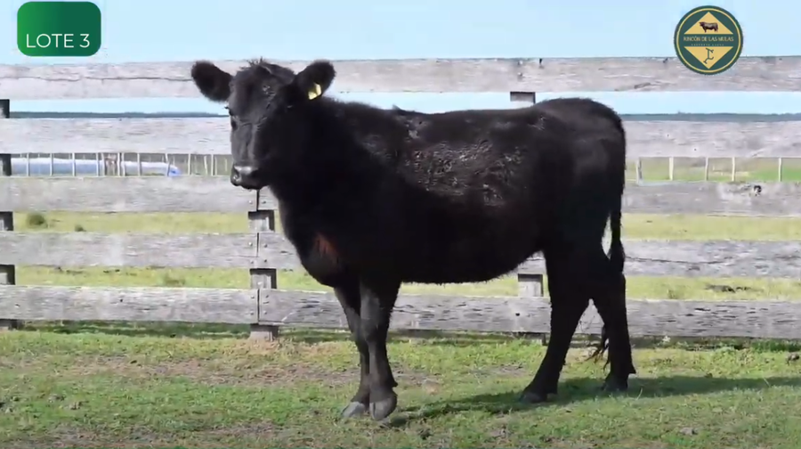 Lote Vaquillonas Pedigree y S.A.