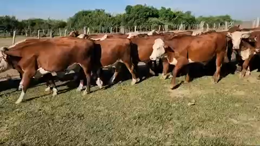 Lote 55 Novillos en Esquina, Corrientes