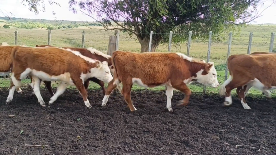 Lote Birriel Hnos y Asociados