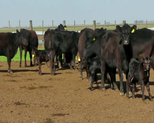 Lote VAQUILLONAS ANGUS NEG. MAS C/CRIA