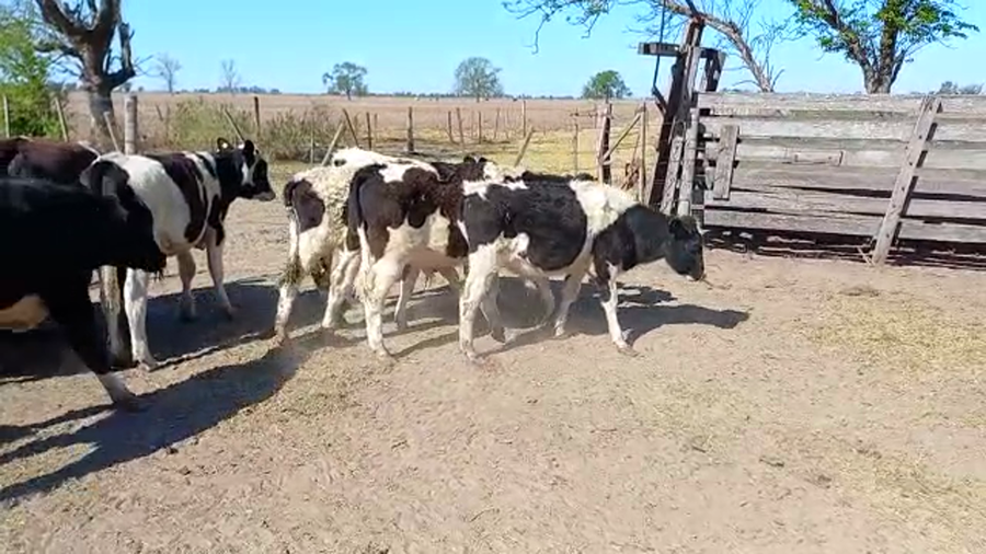 Lote 20 Novillitos Holando Argentino en Brinkman, Córdoba