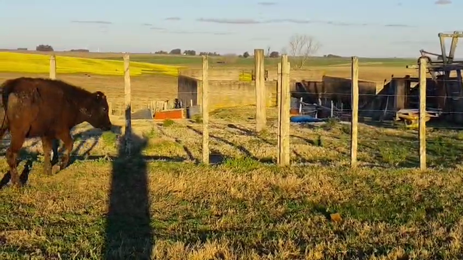 Lote 20 Terneros a remate en Pantalla Aniversario - Escritorio Camy, San José