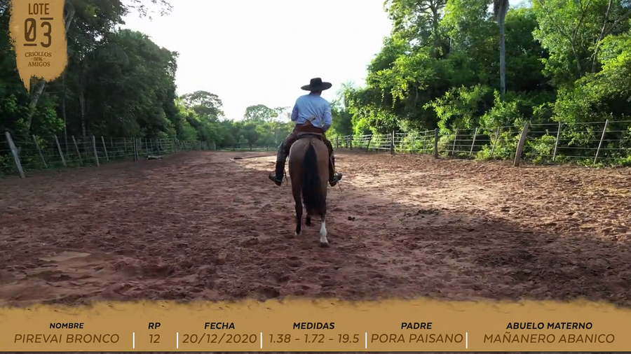 Lote PIREVAI BRONCO